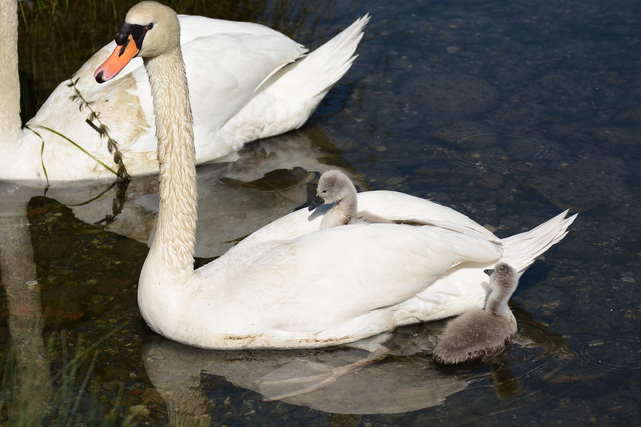 swan birds water free photo