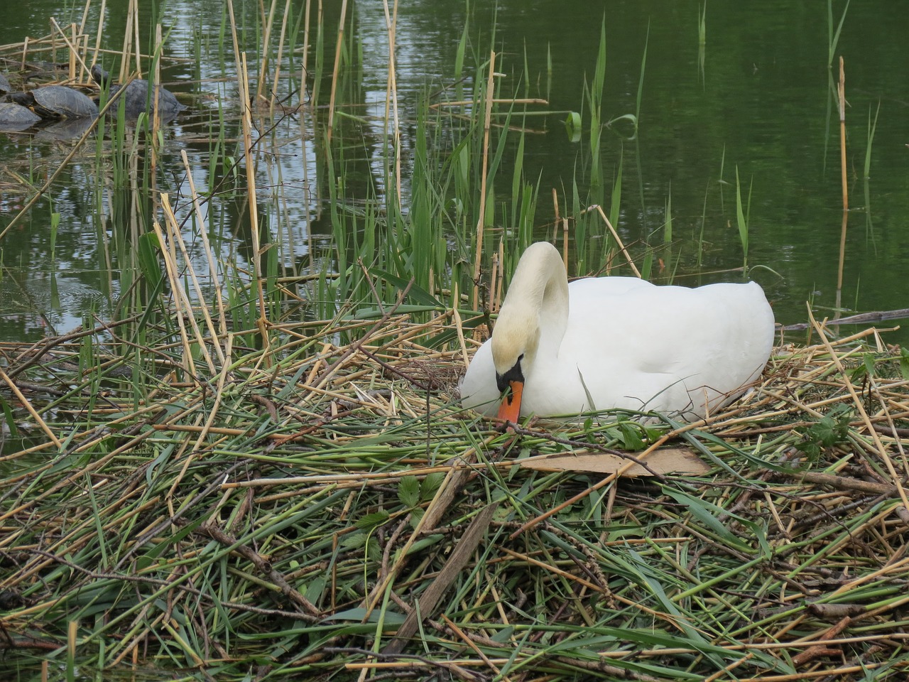 swan breed swan's nest free photo