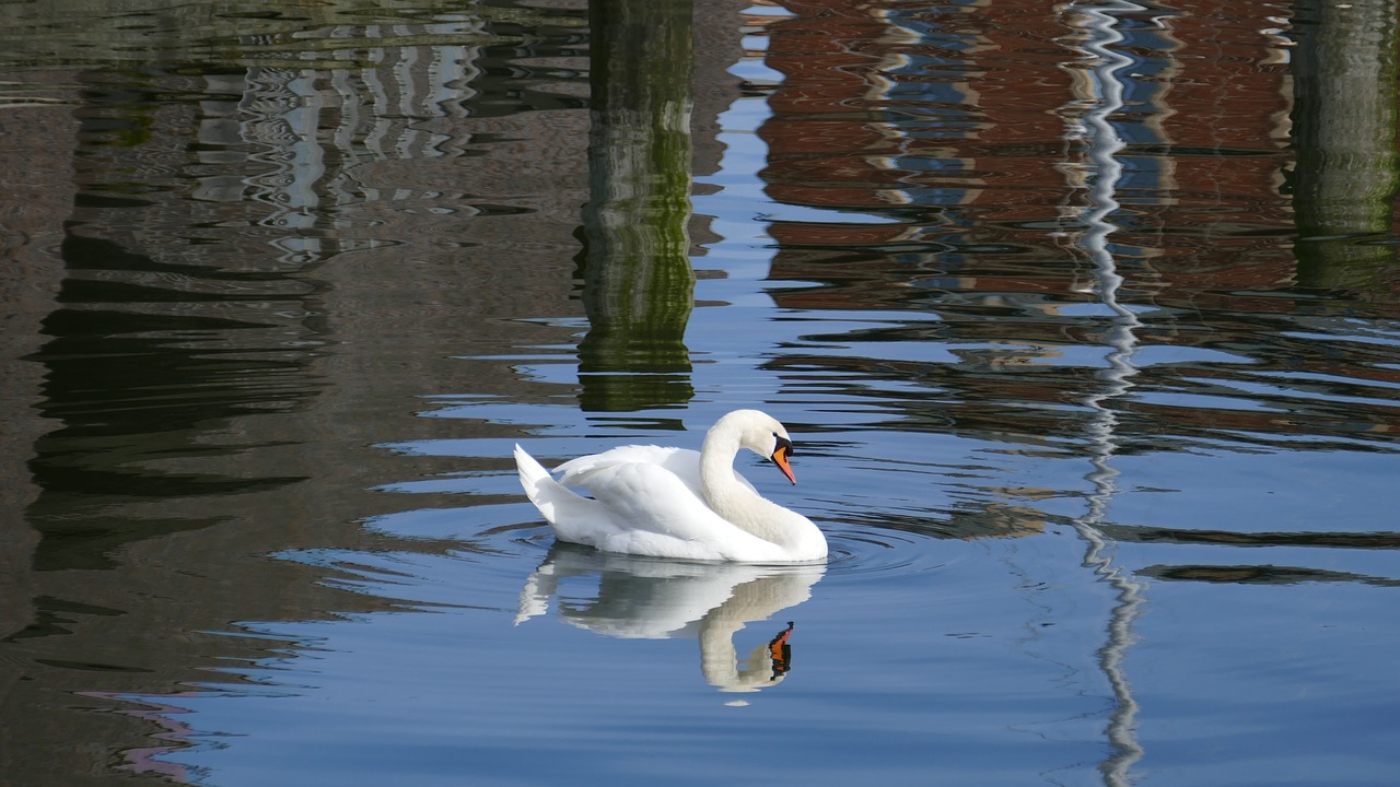 swan port water free photo