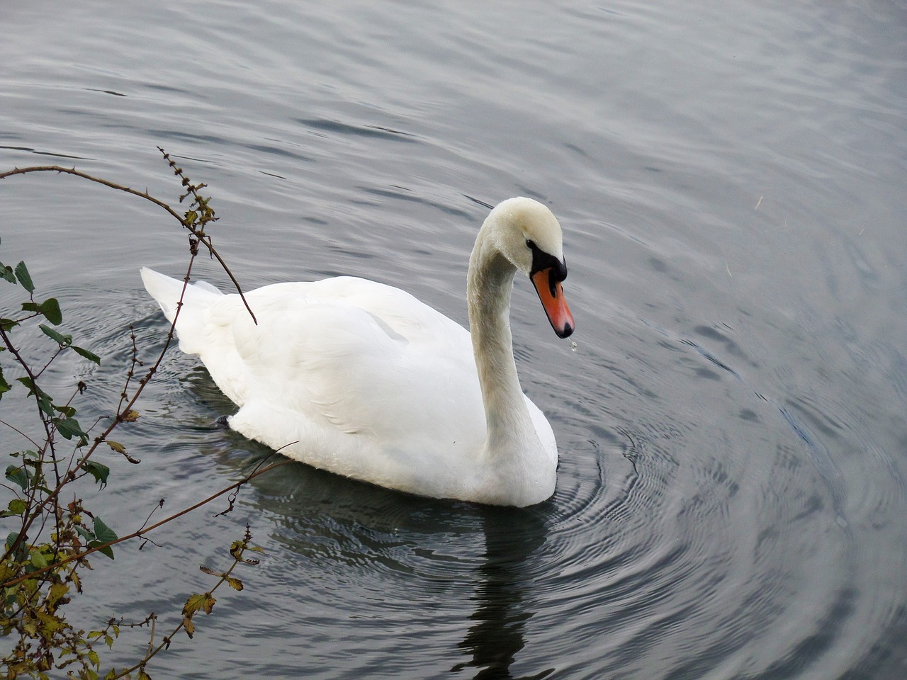 swan bird fauna free photo