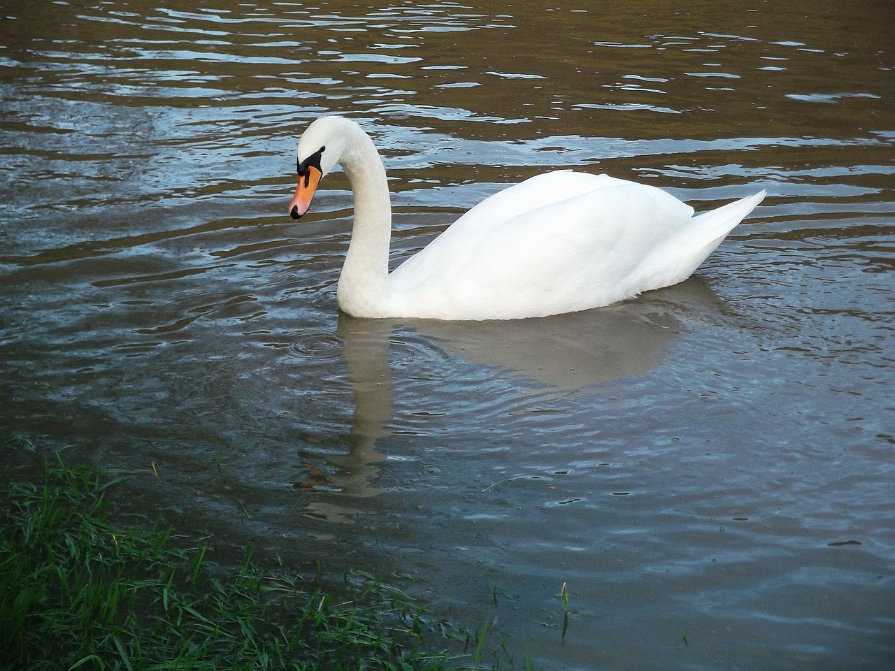 swan water bird pride free photo