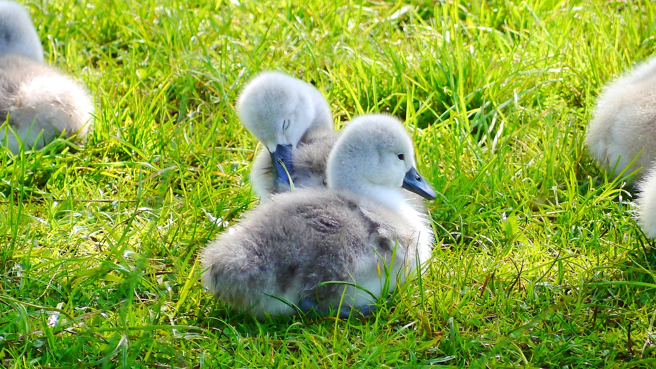 swan bird chicks free photo