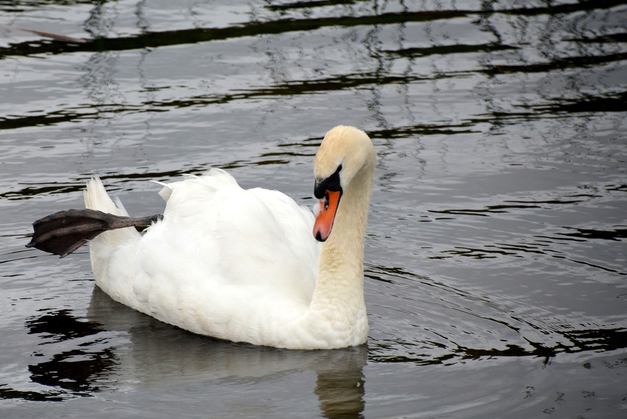 swan water swans free photo