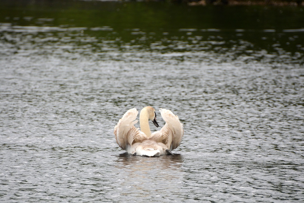 swan lake water free photo