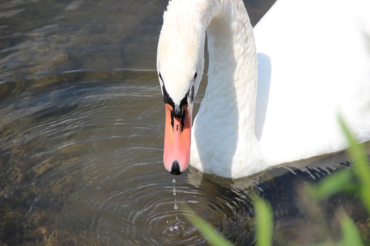swan head bill free photo