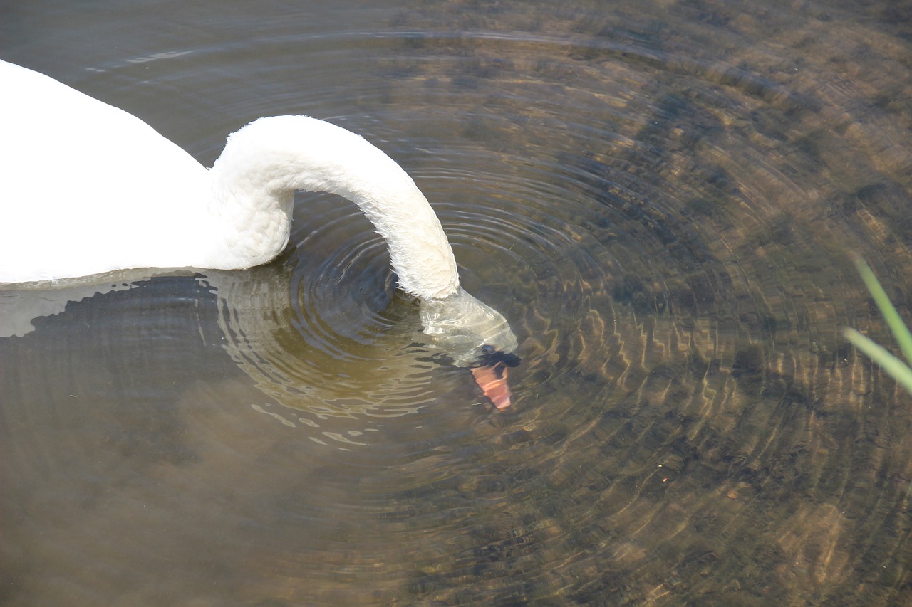 swan head immersion free photo