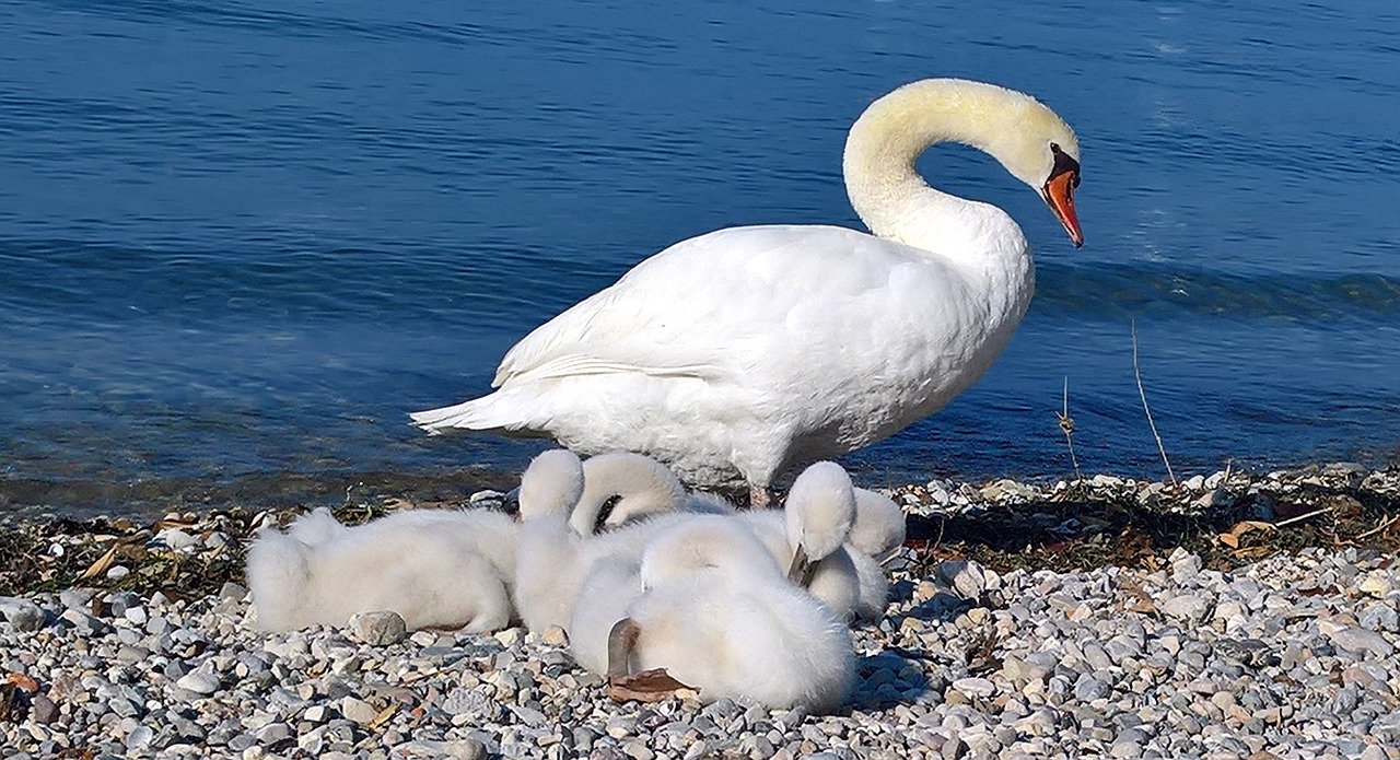 swan family swans free photo