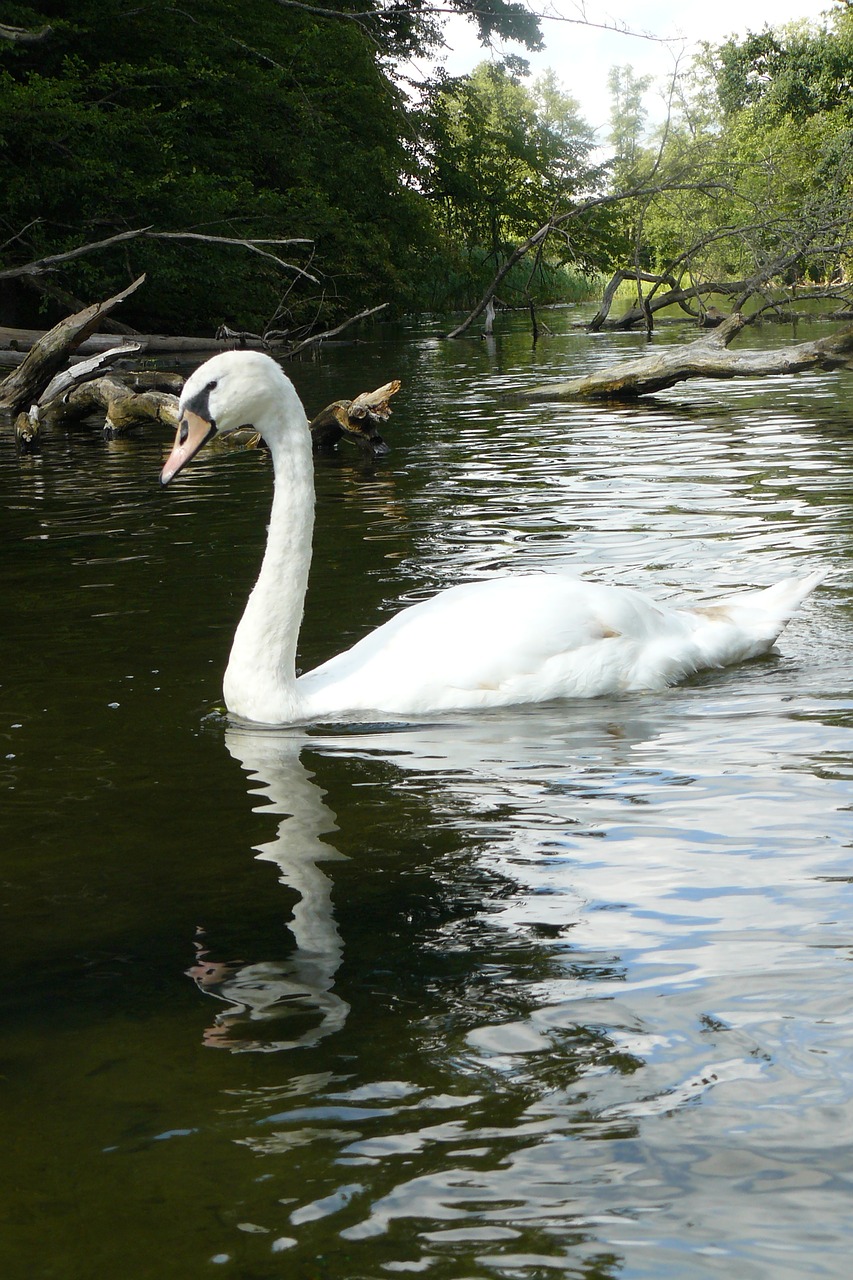 swan river rafting free photo