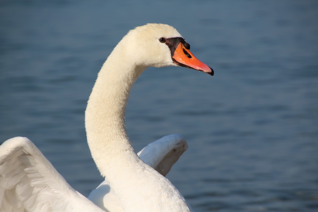 swan white white swan free photo