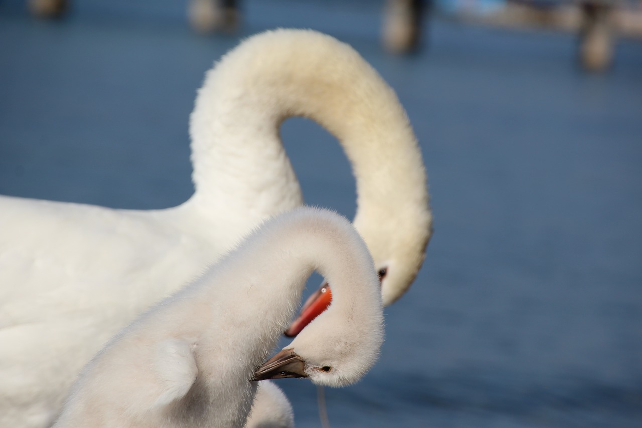 swan neck young swan free photo