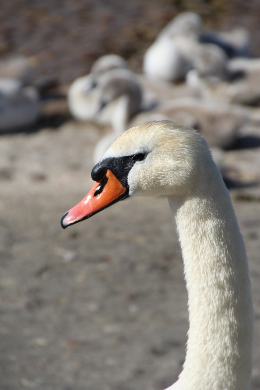 swan swan family bill free photo