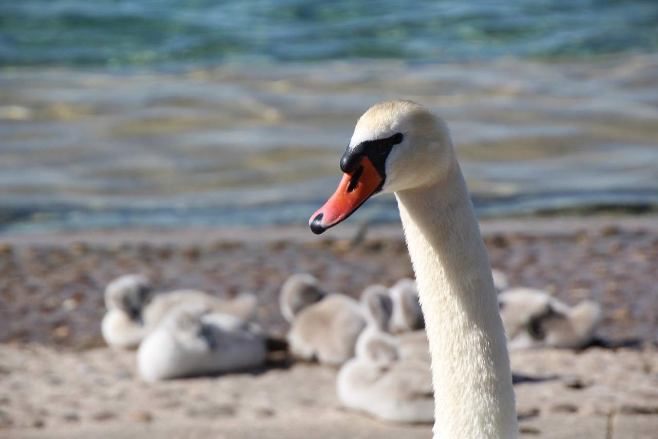 swan swan family bill free photo