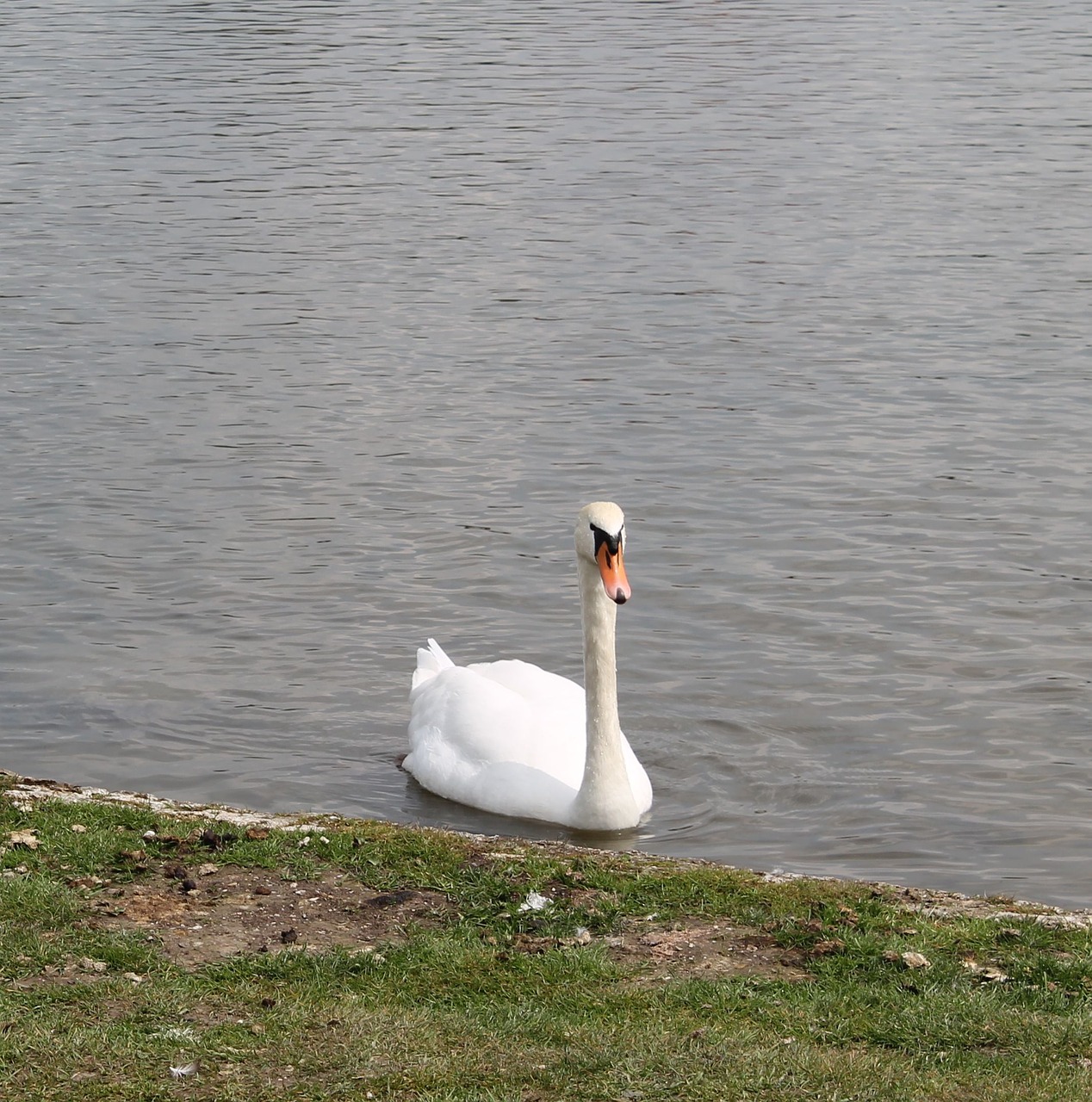 swan elegance elegant free photo