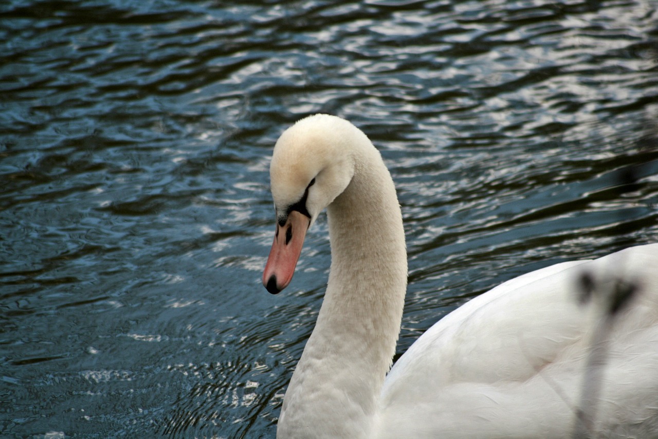 swan plumage water free photo