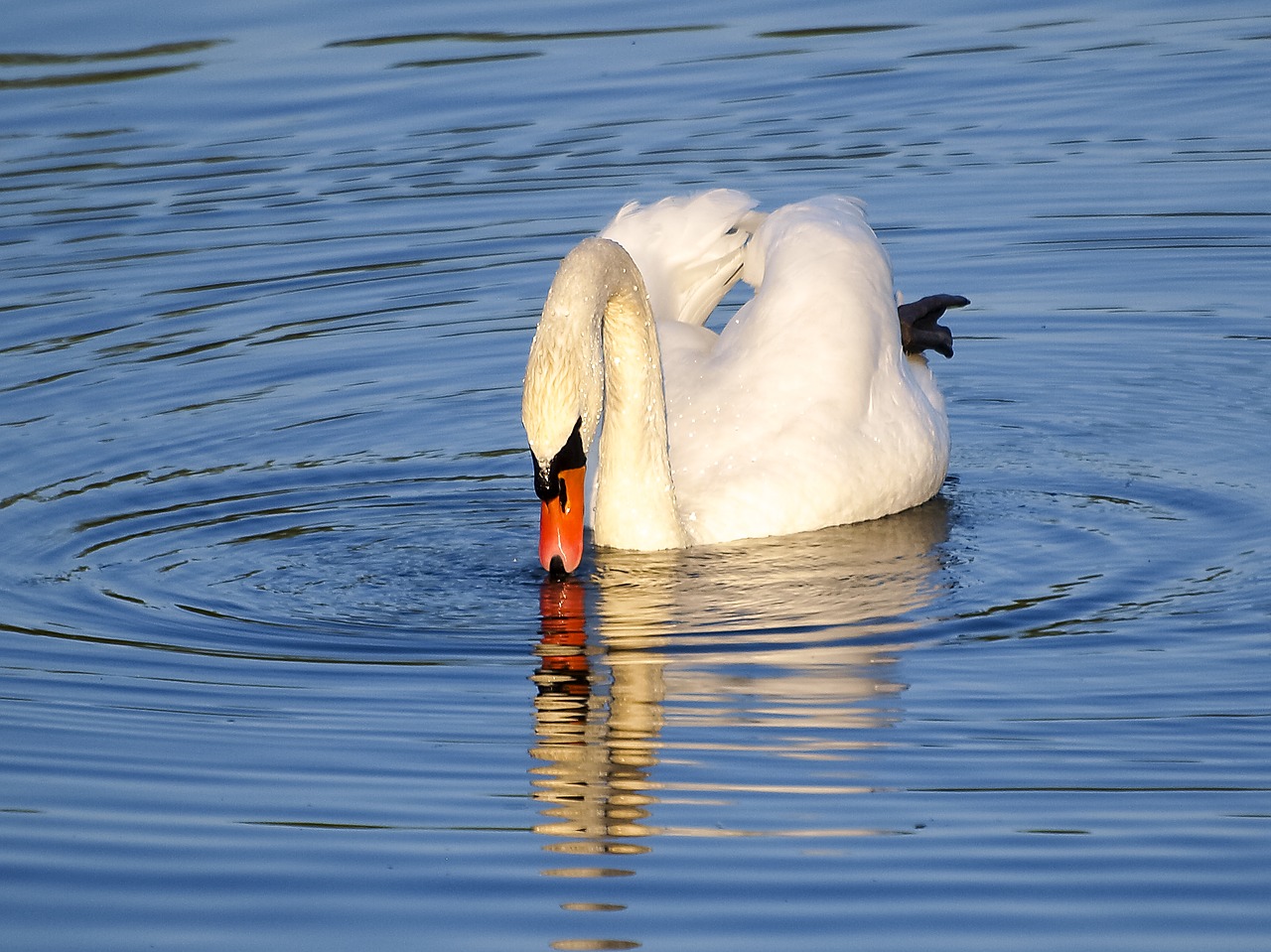 swan mute swan bird free photo