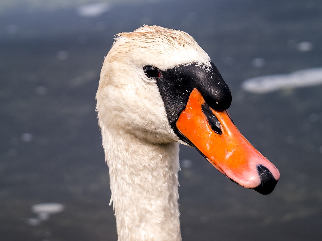 swan mute swan bird free photo