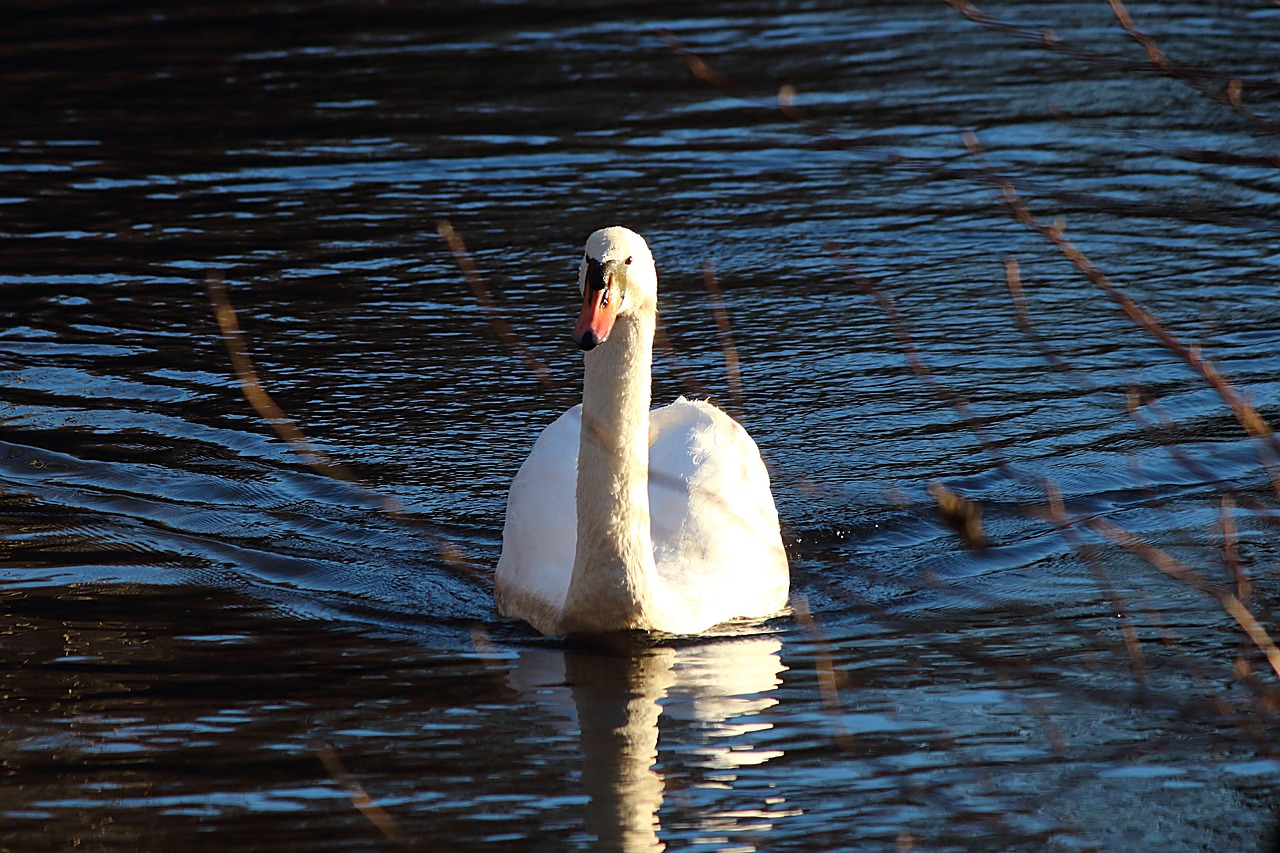 swan water water bird free photo