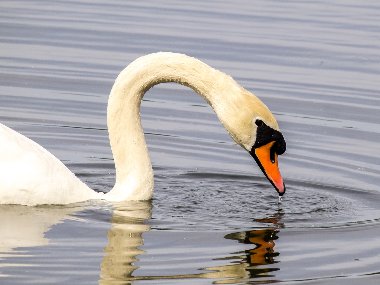 swan mute swan water bird free photo