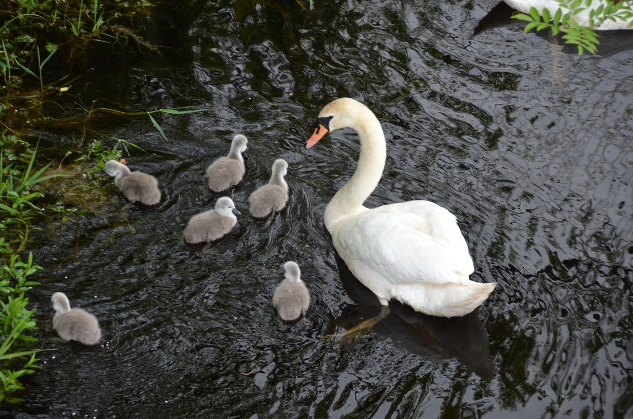 swan chicks white free photo