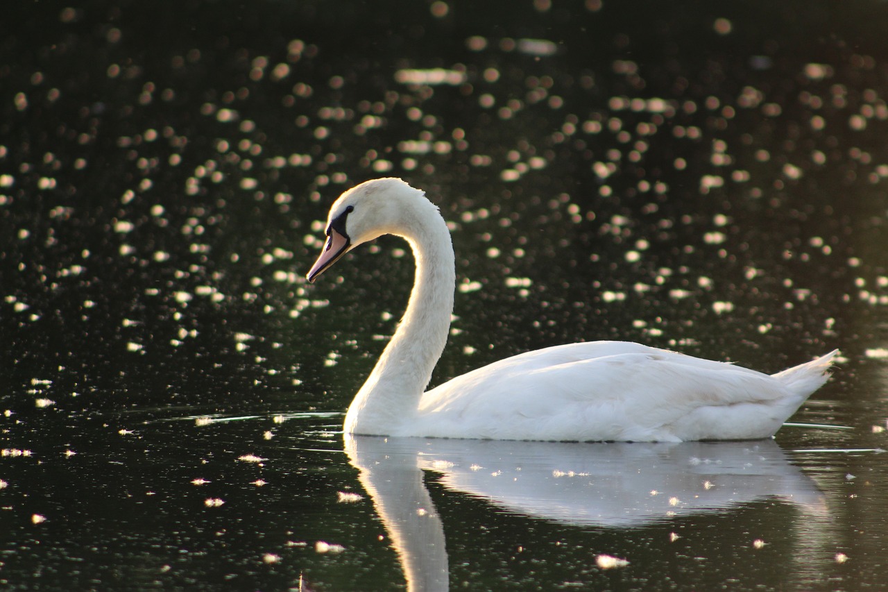 swan nature lake katherine free photo