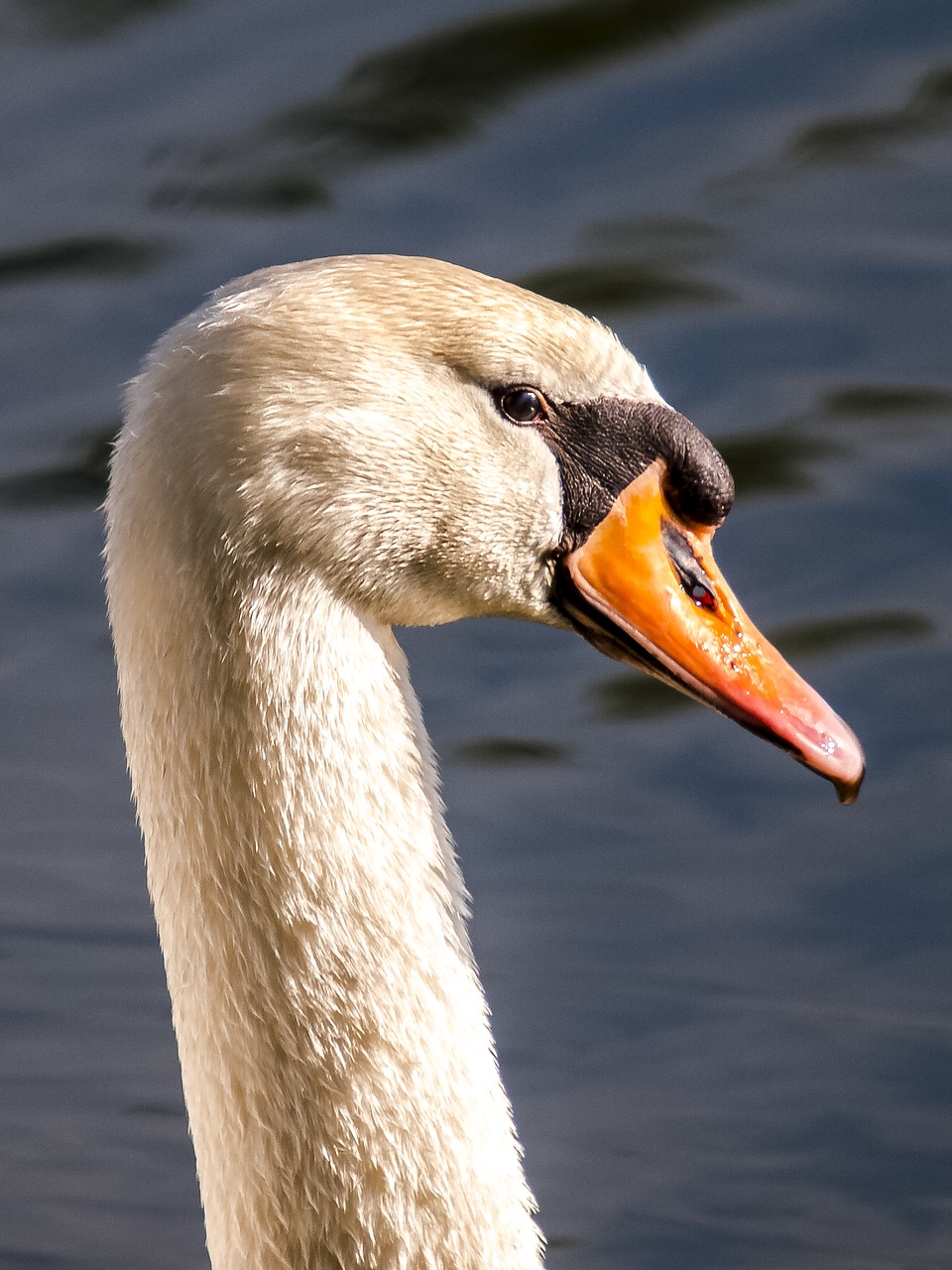 swan mute swan bird free photo