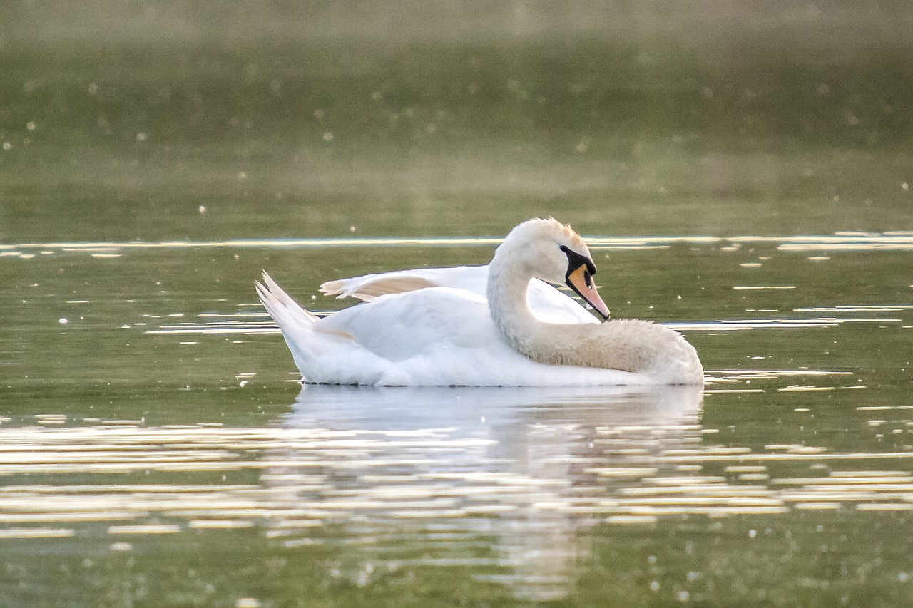 swan mute swan bird free photo