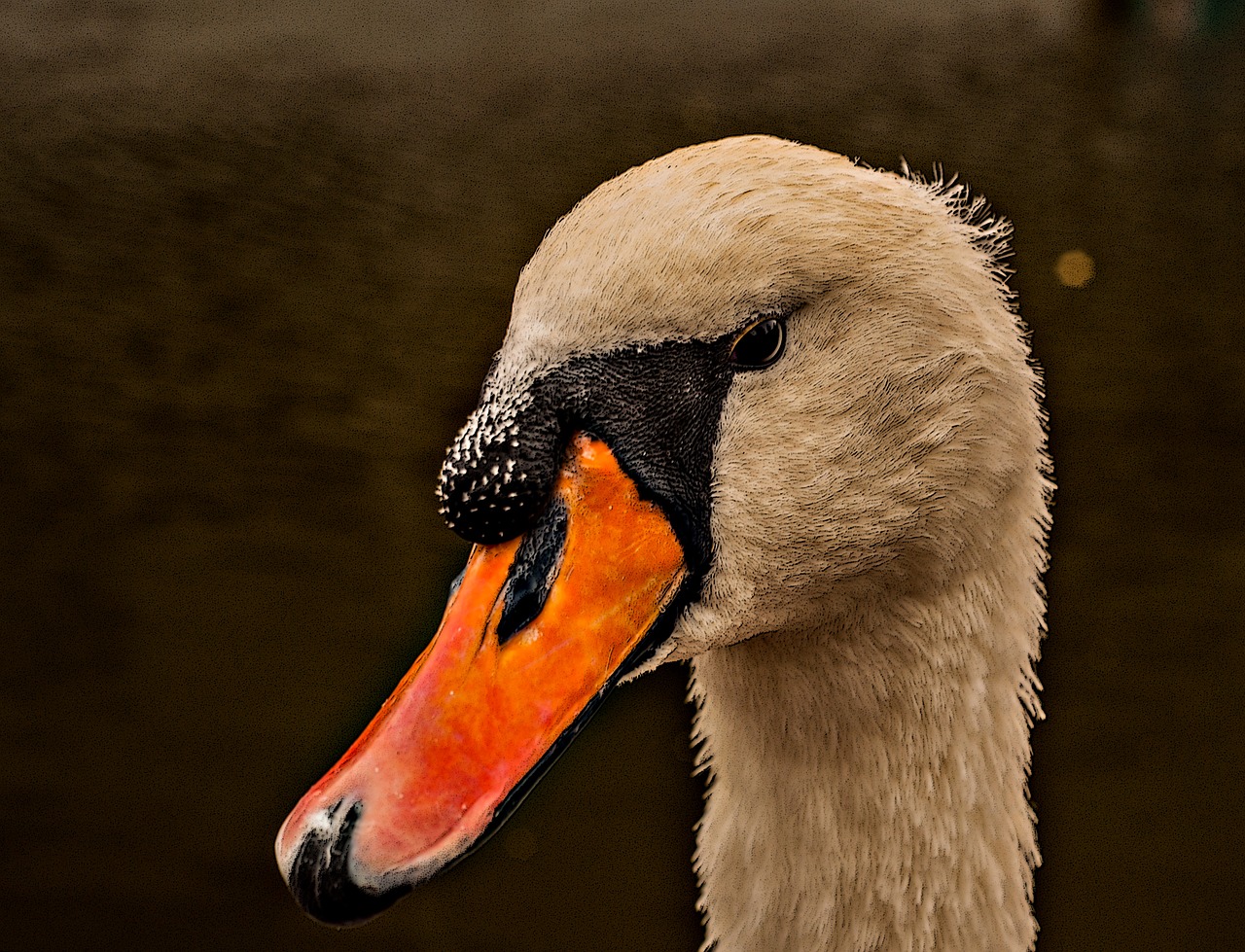 swan beak white free photo