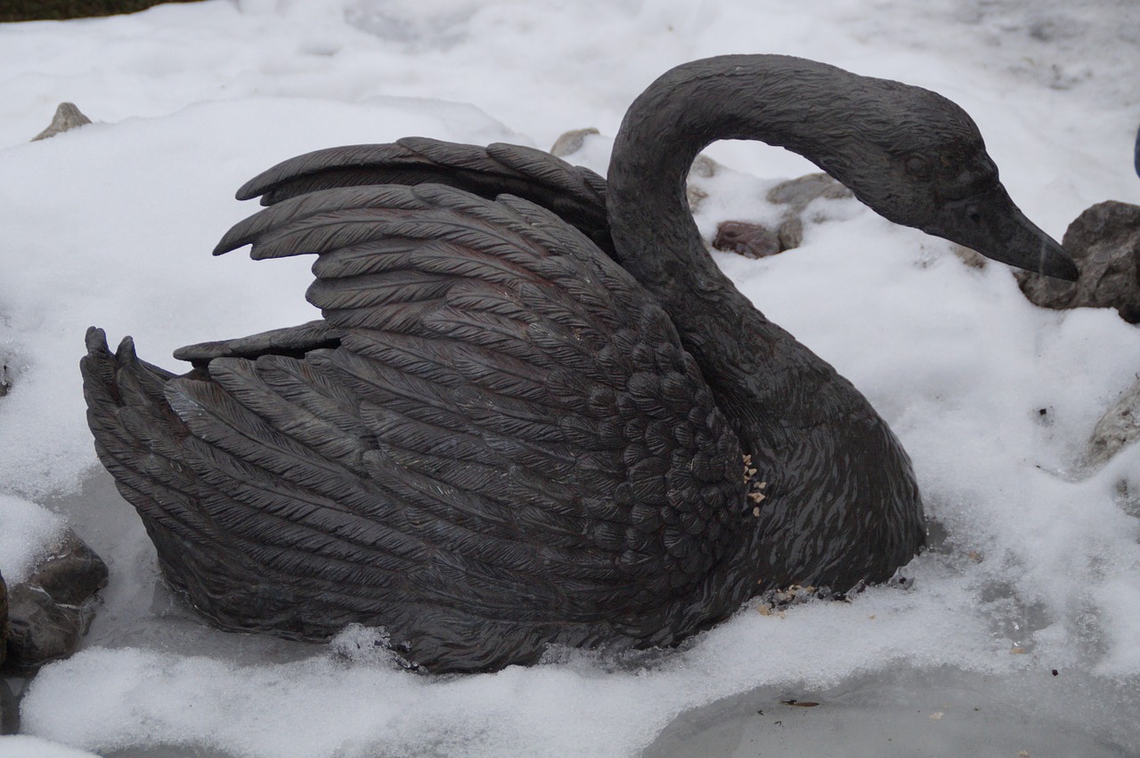 swan winter cold free photo