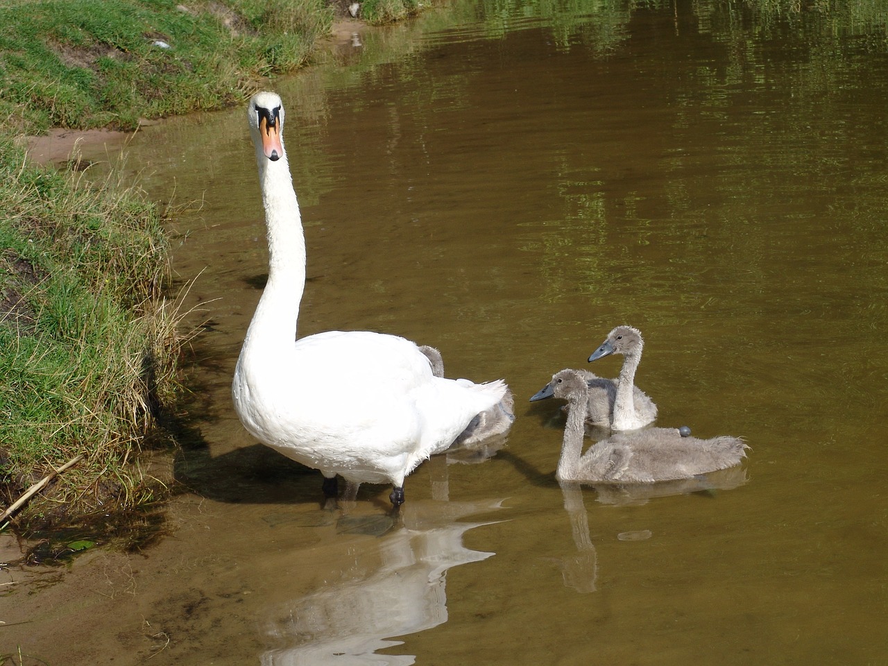 swan the ugly duckling chicks free photo