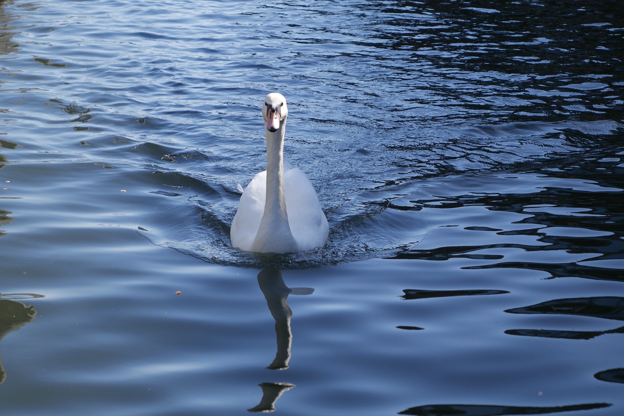 swan duck water free photo