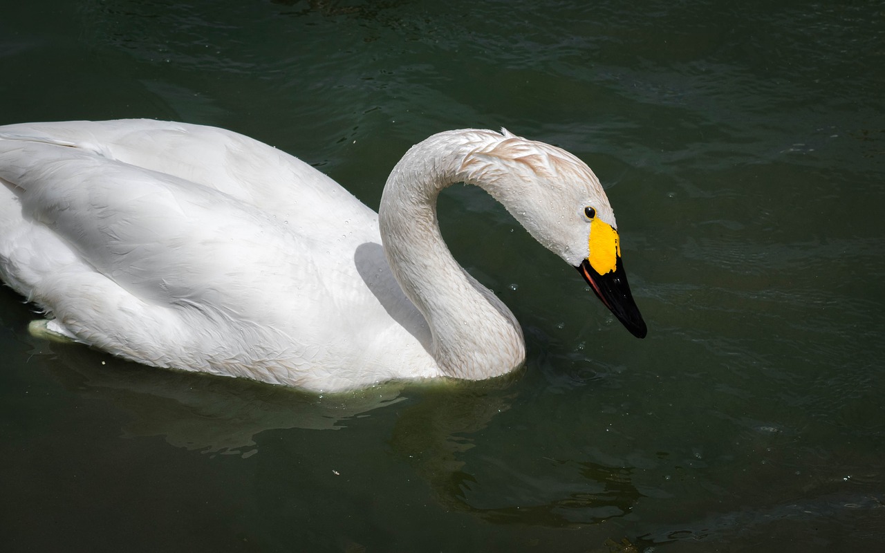 swan bewick bird free photo