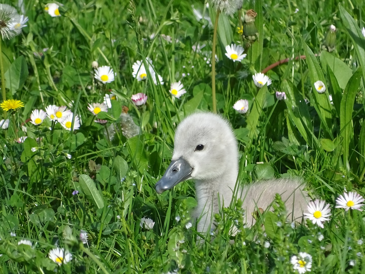swan duckling ugly free photo