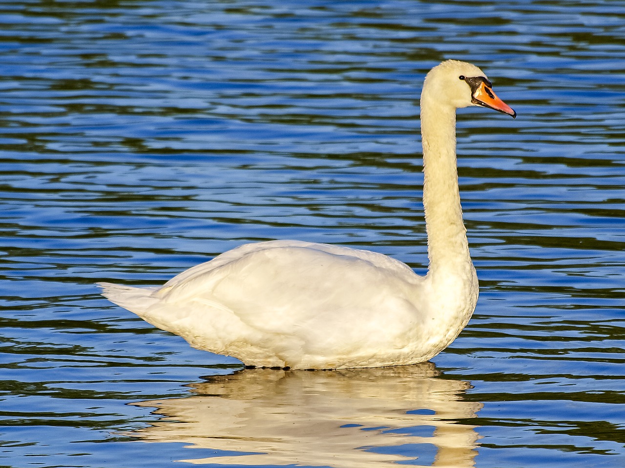 swan mute swan bird free photo