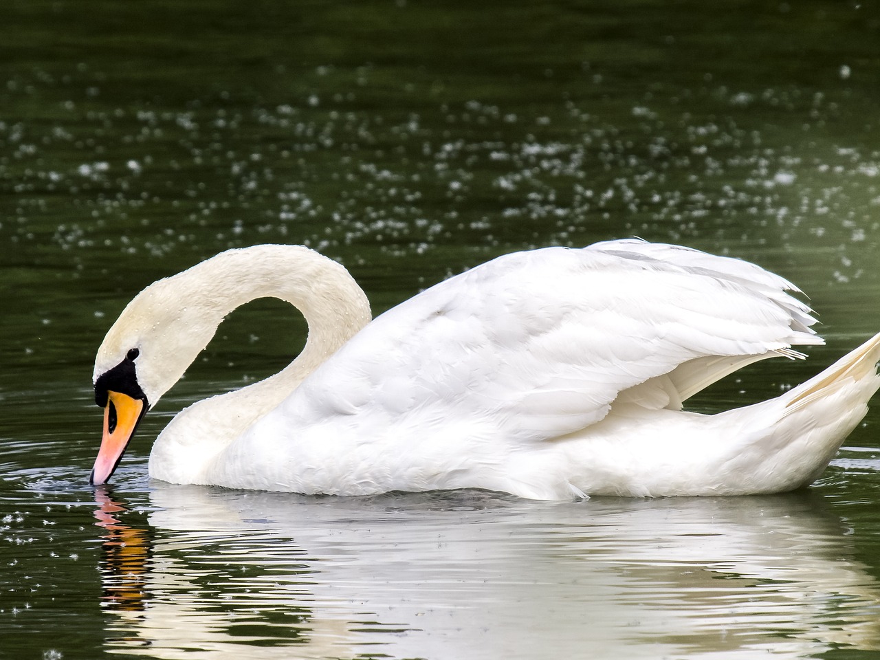 swan mute swan bird free photo