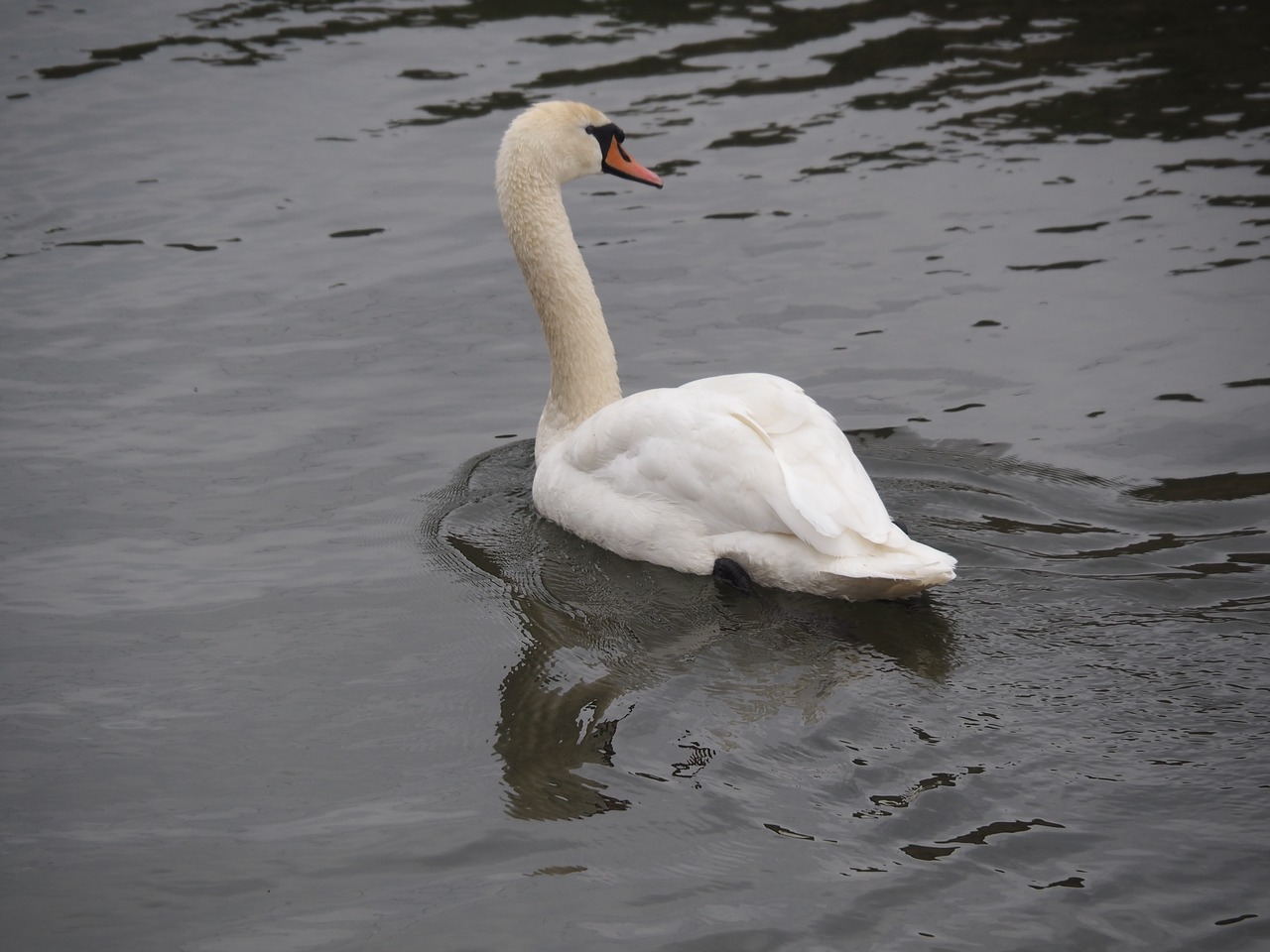 swan animal river free photo