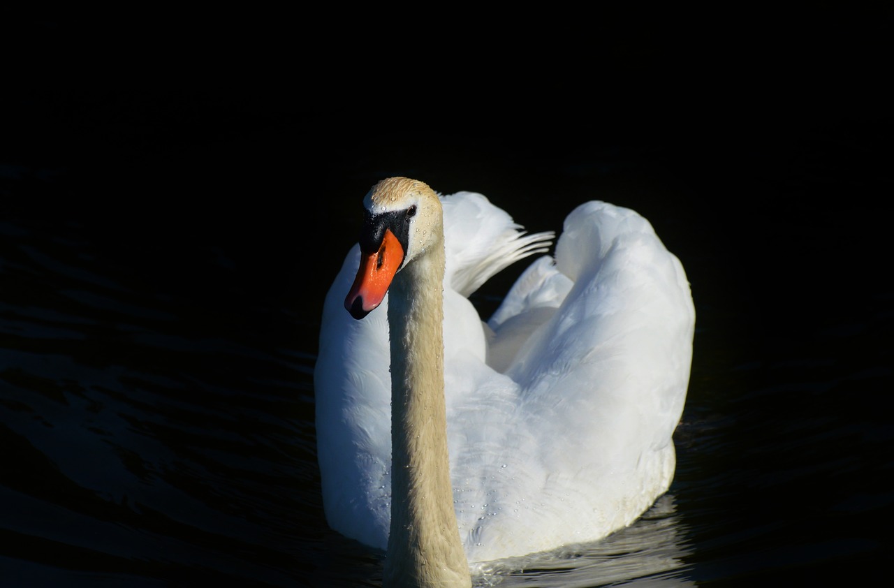 swan bird water bird free photo