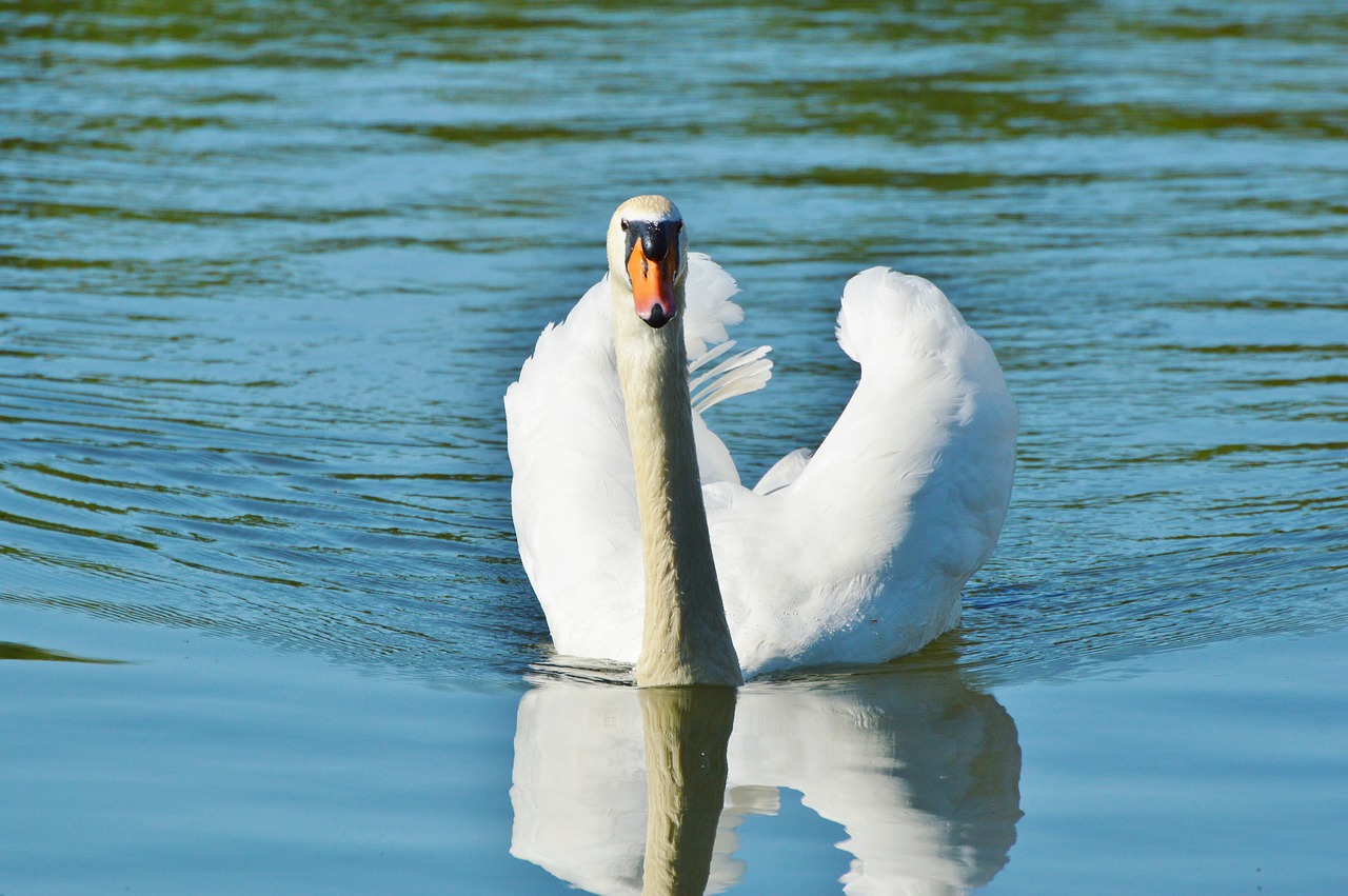 swan bird water bird free photo