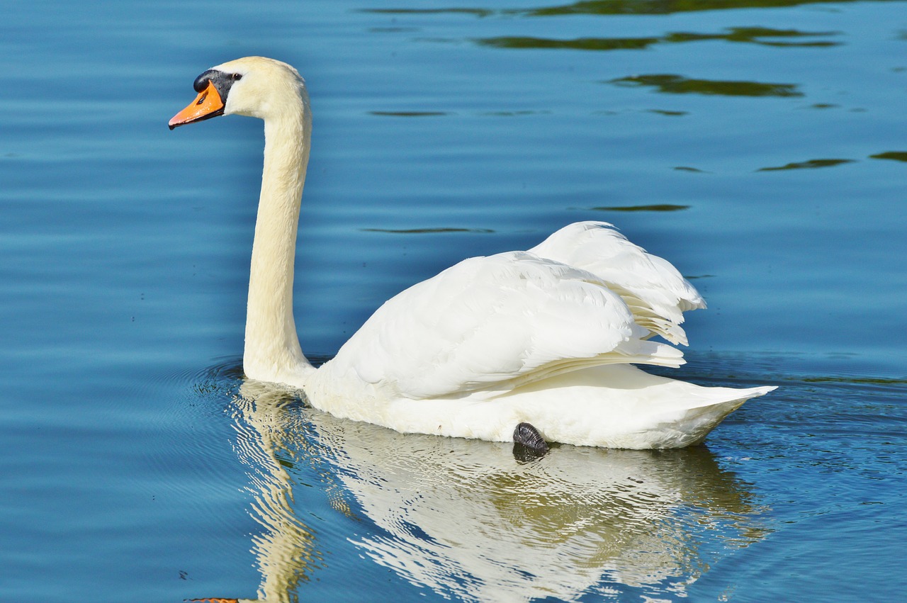 swan bird water bird free photo