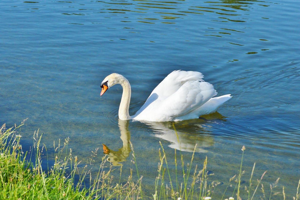 swan bird water bird free photo