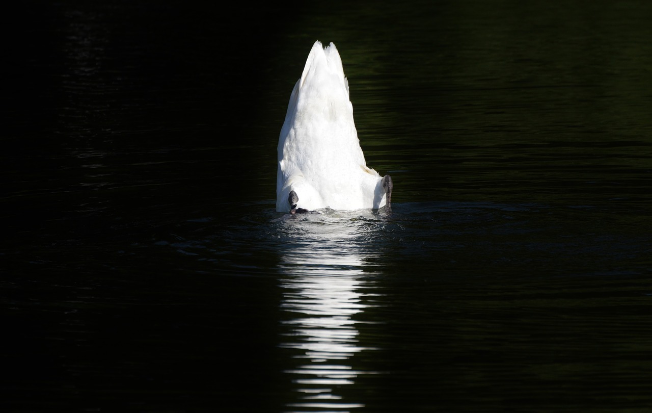 swan bird water bird free photo