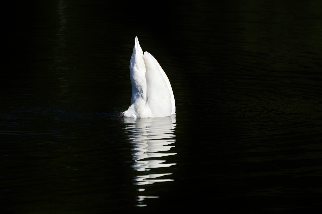 swan bird water bird free photo