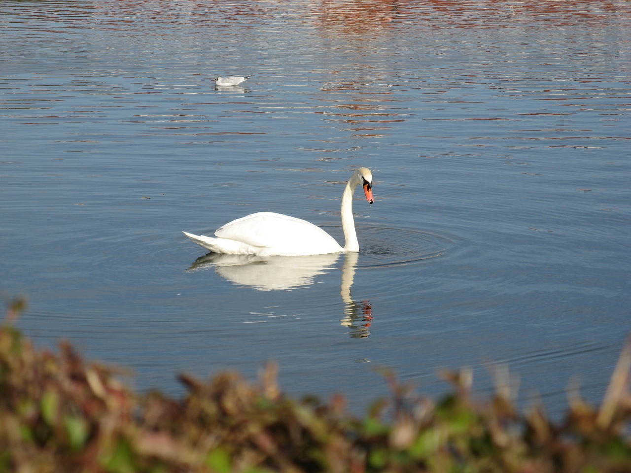 swan nature animals free photo