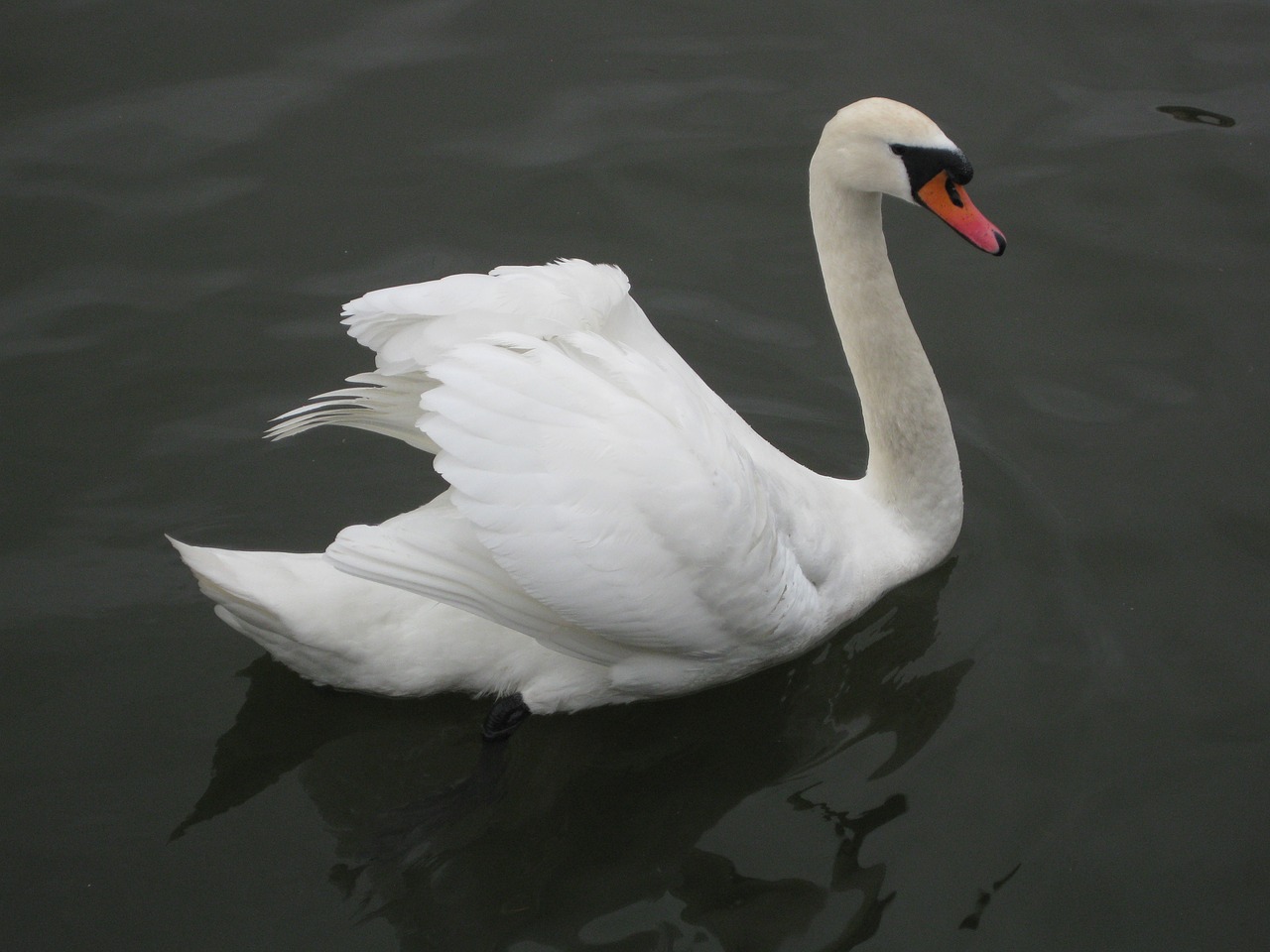 swan bird animal free photo