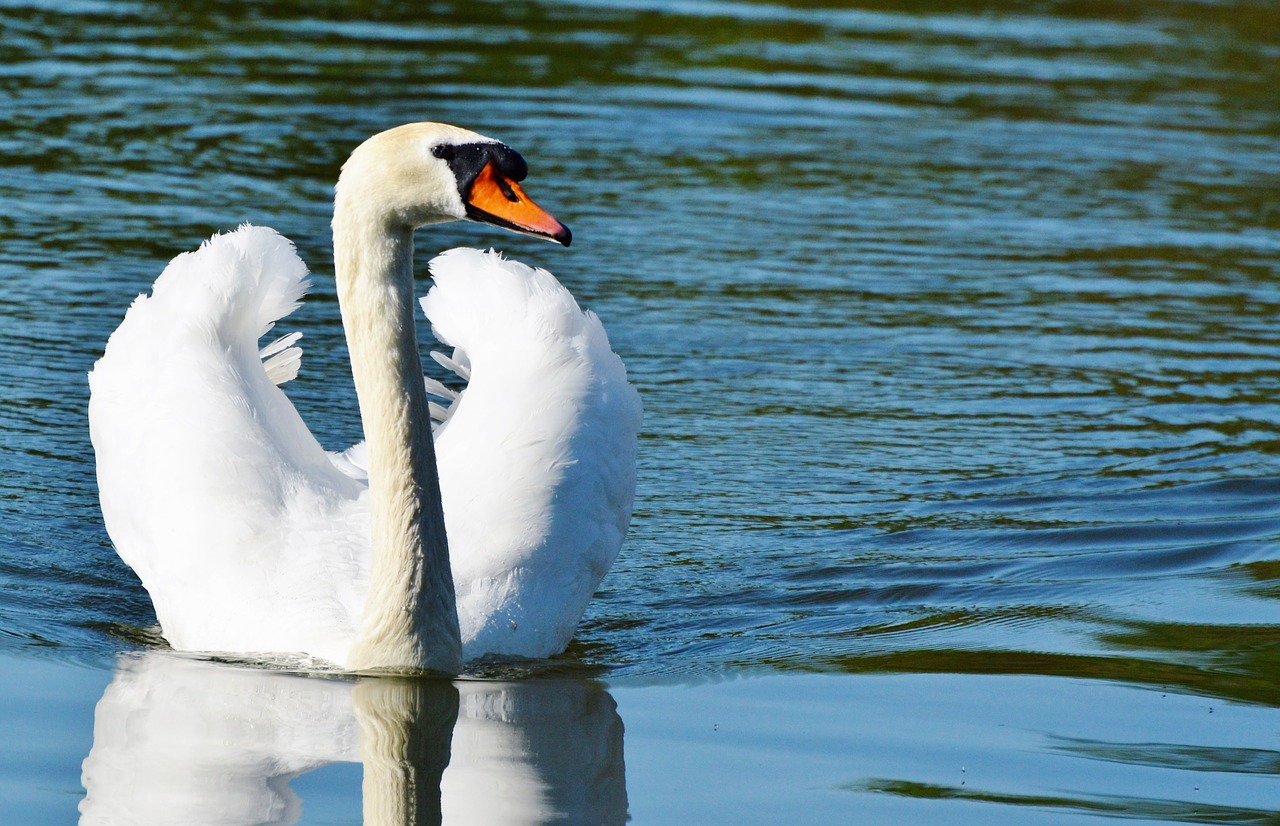 swan bird water bird free photo