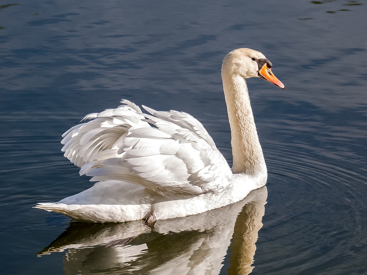 swan mute swan bird free photo