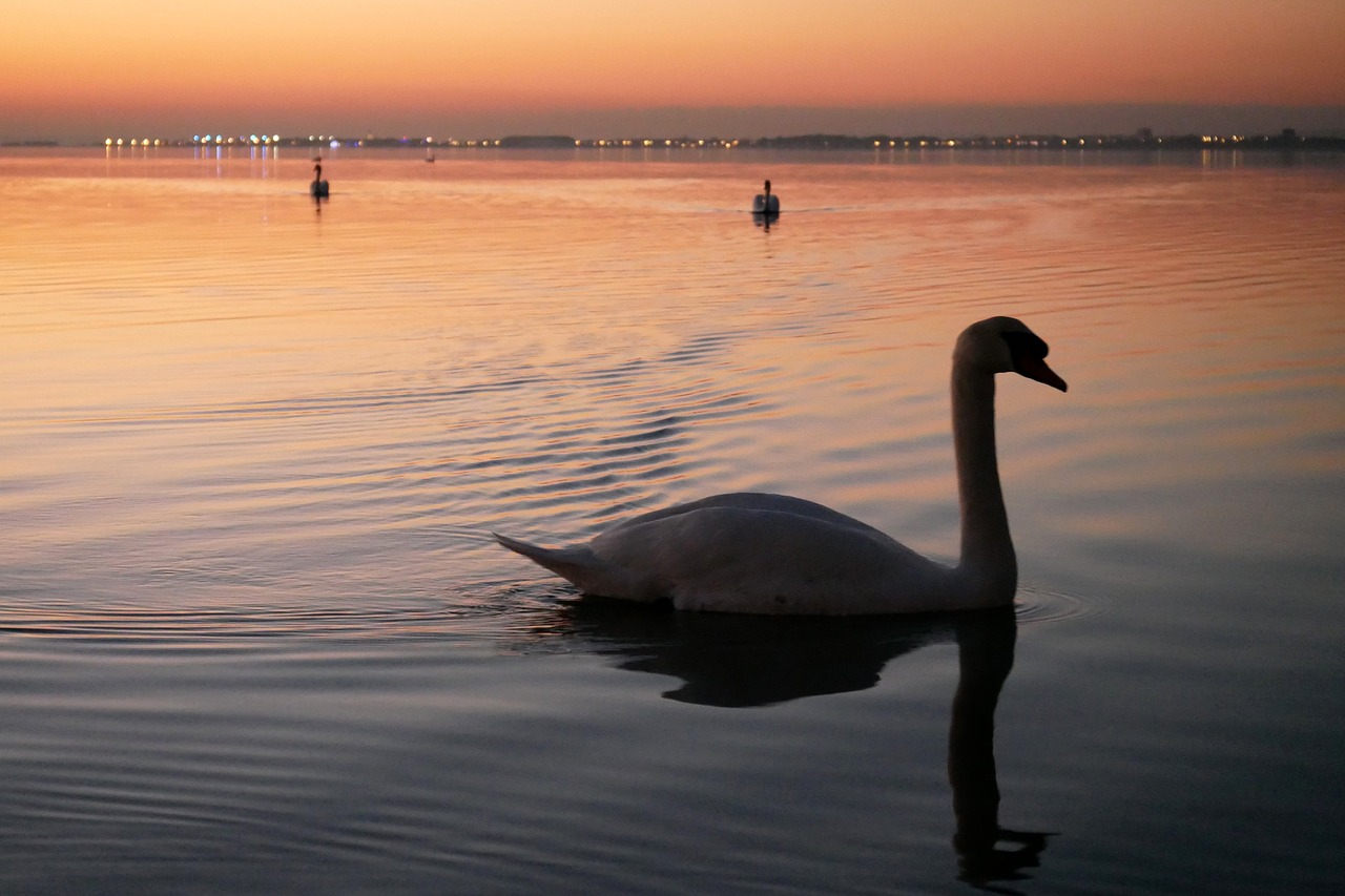 swan pond evening free photo