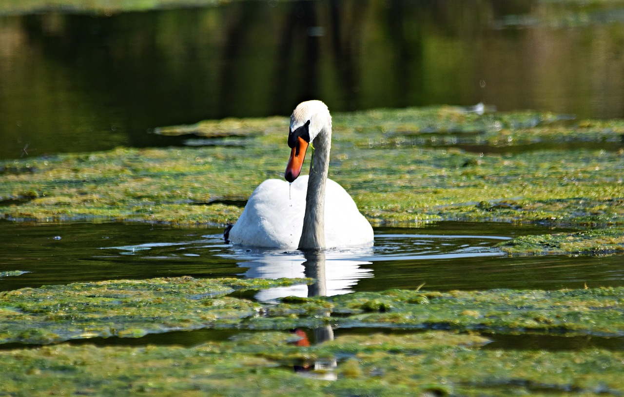 swan bird water free photo