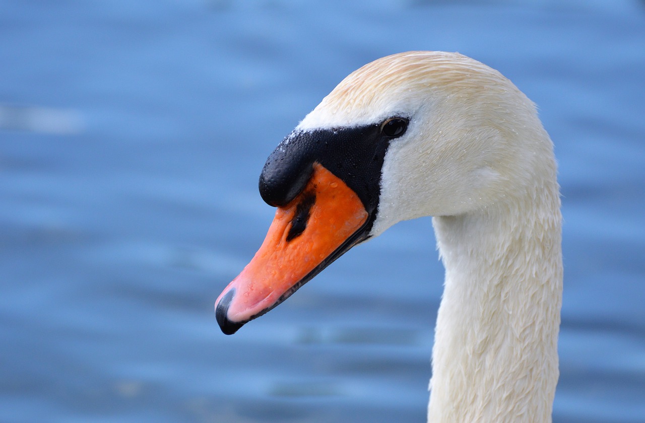 swan swan head water bird free photo