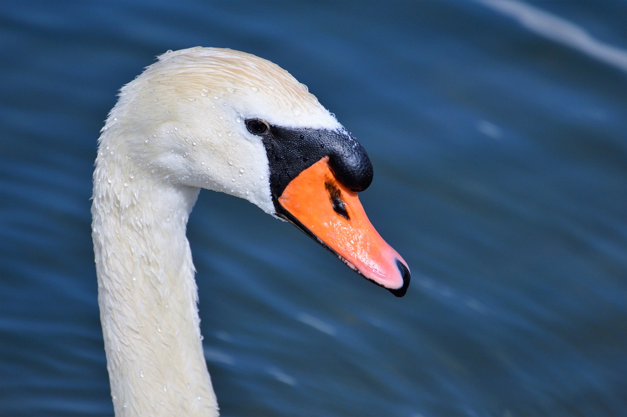 swan swan head water bird free photo