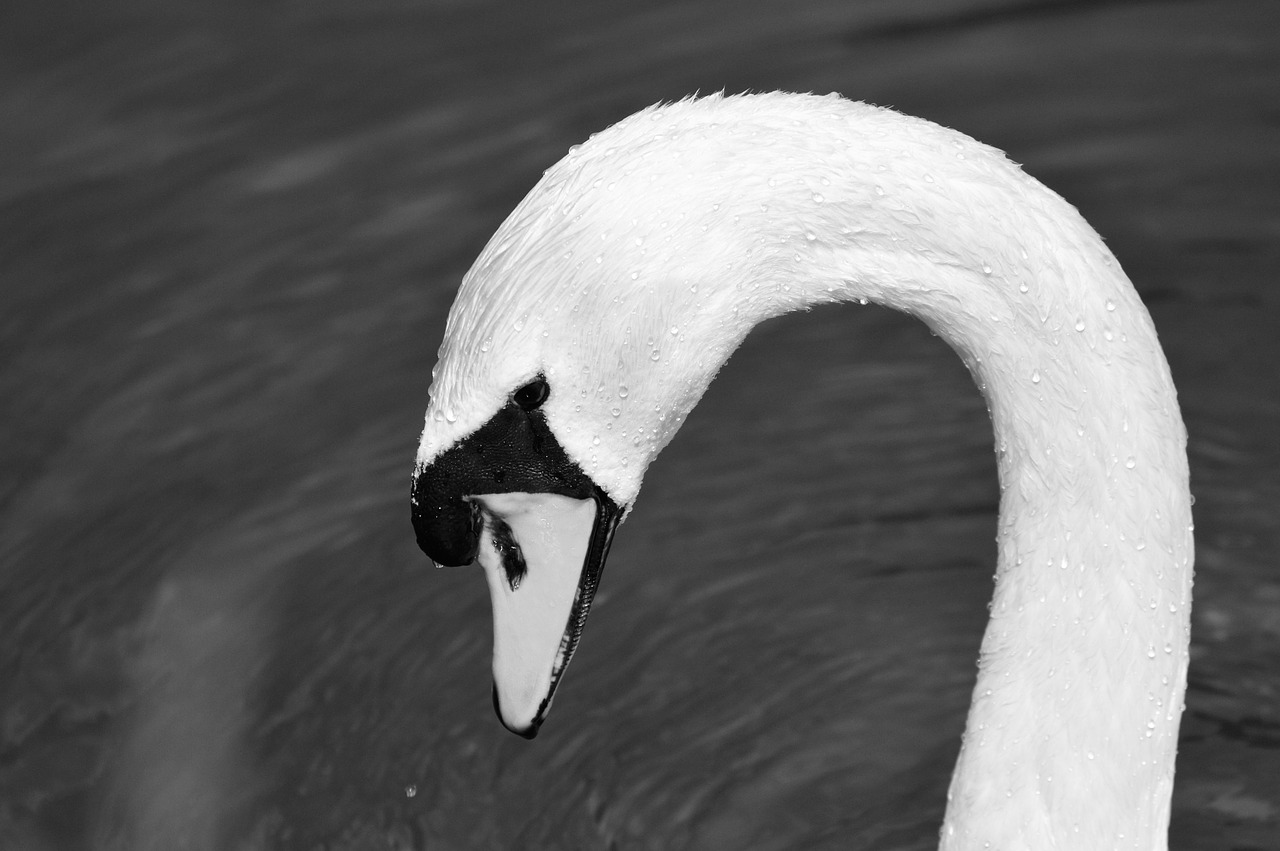 swan swan head water bird free photo